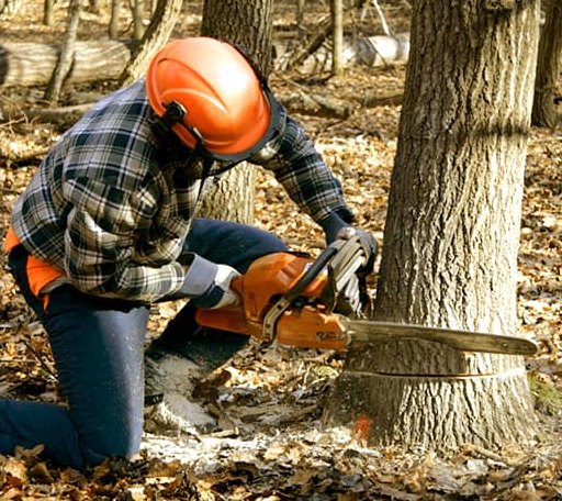 Tree Removal in Rousseau, KY